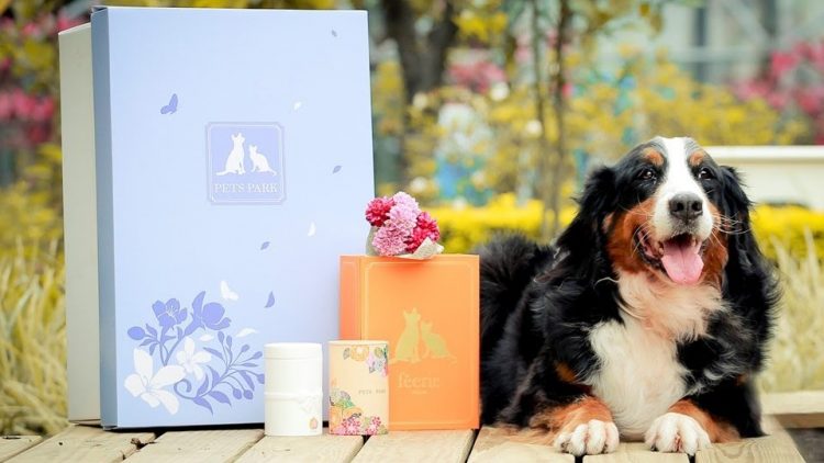 🐶【專訪｜禮儀業者談寵物身後事現況(上)】🐱